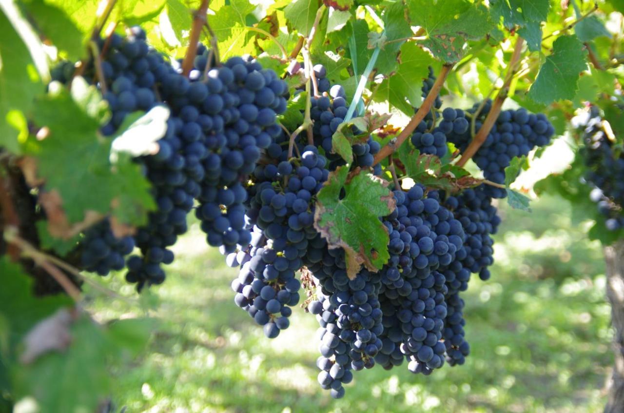 Clos De Bertinat Saint-Sulpice-de-Faleyrens Eksteriør billede