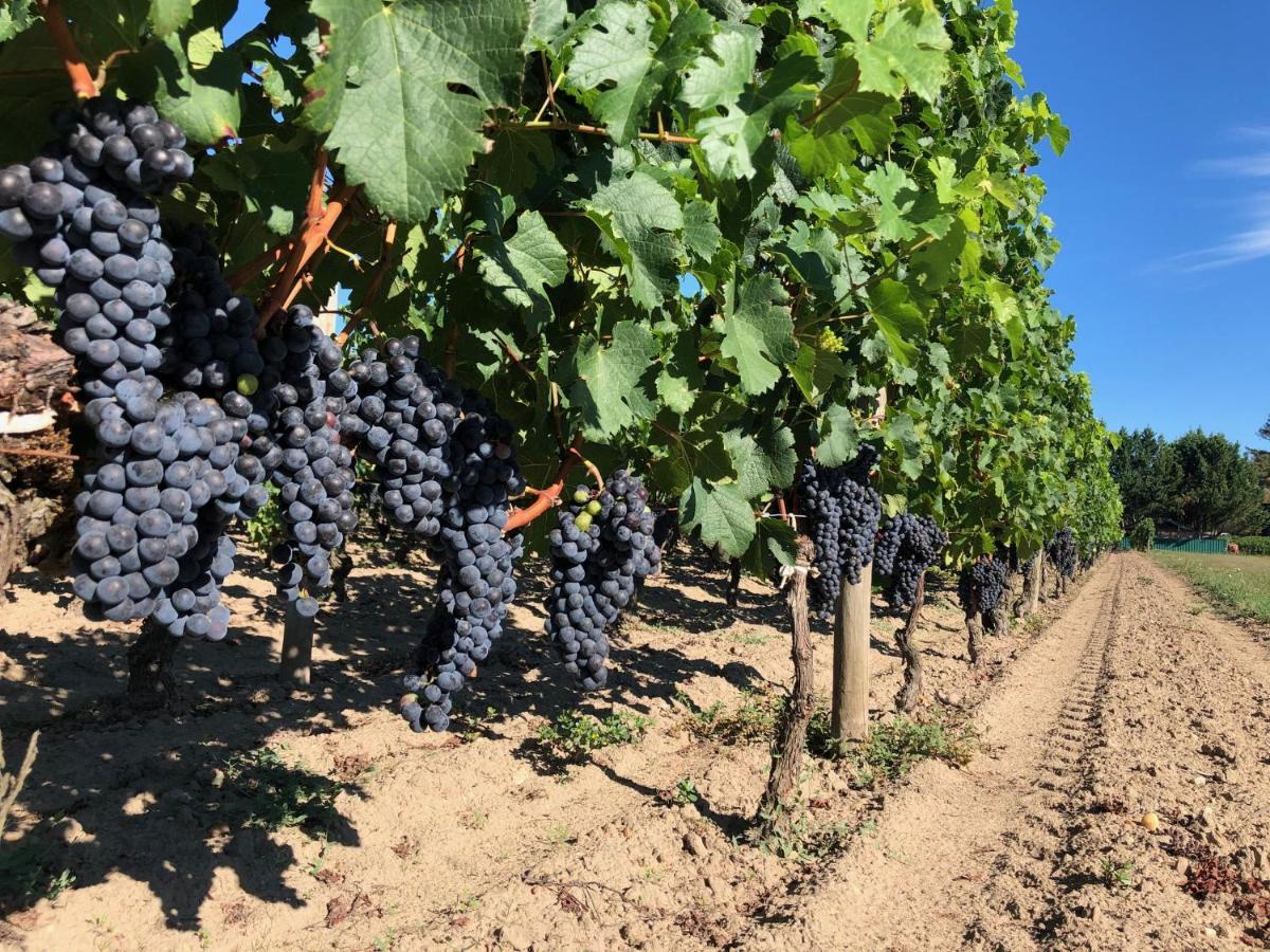Clos De Bertinat Saint-Sulpice-de-Faleyrens Eksteriør billede