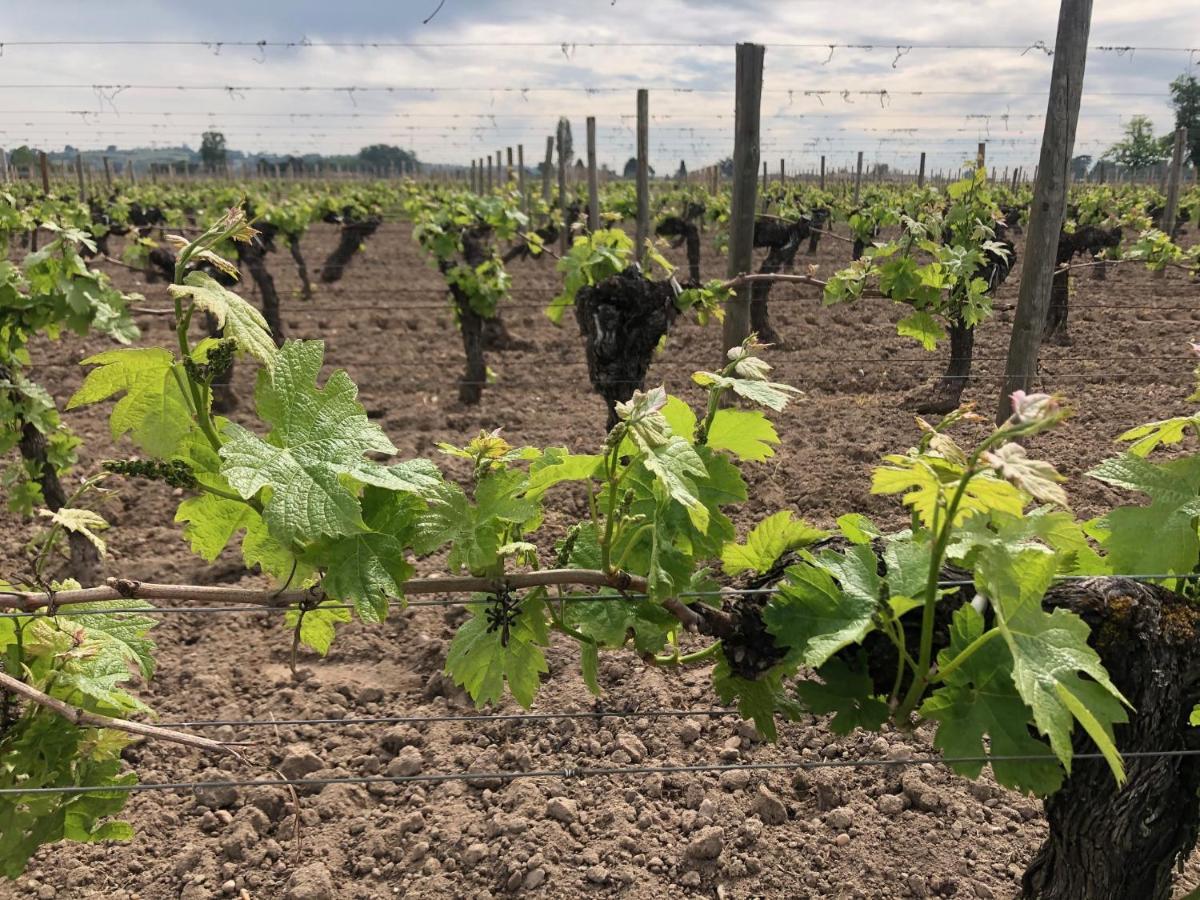 Clos De Bertinat Saint-Sulpice-de-Faleyrens Eksteriør billede