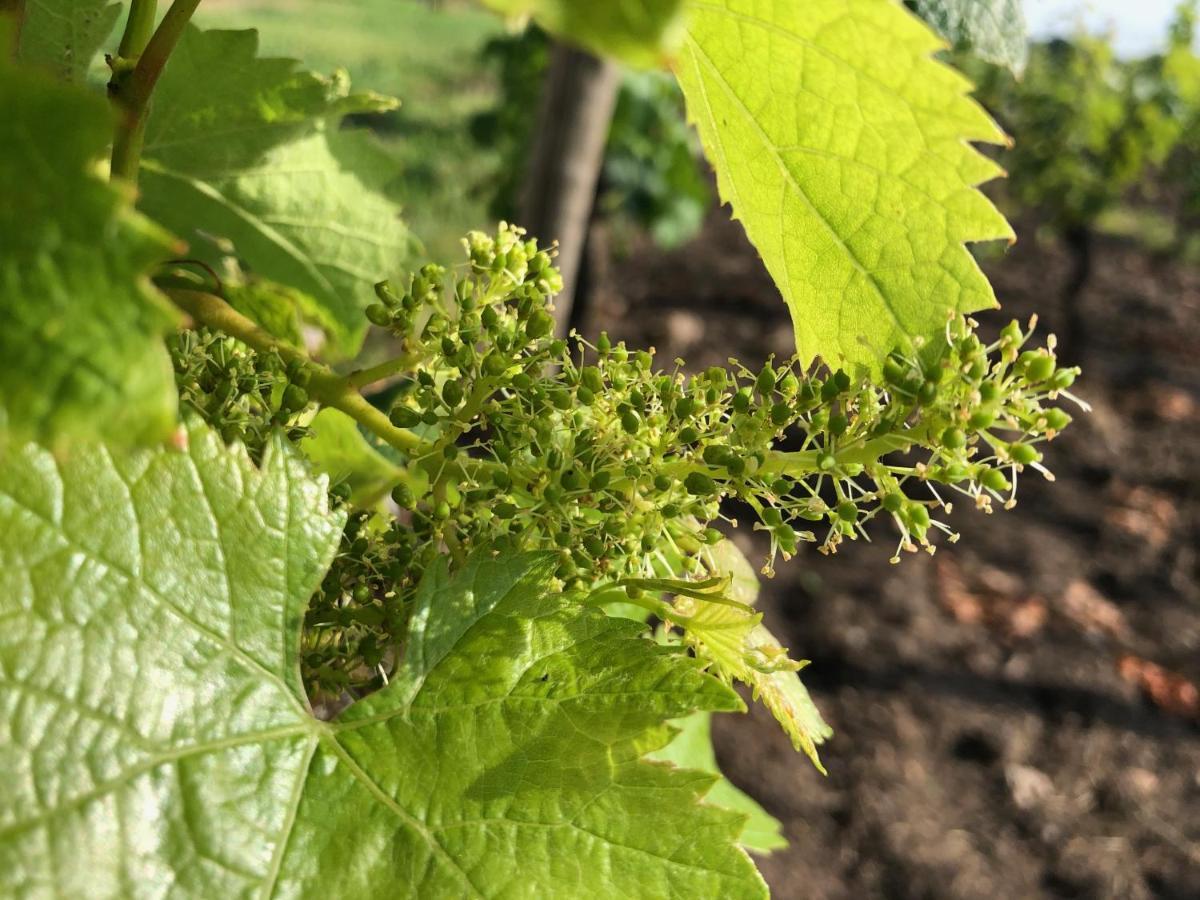 Clos De Bertinat Saint-Sulpice-de-Faleyrens Eksteriør billede